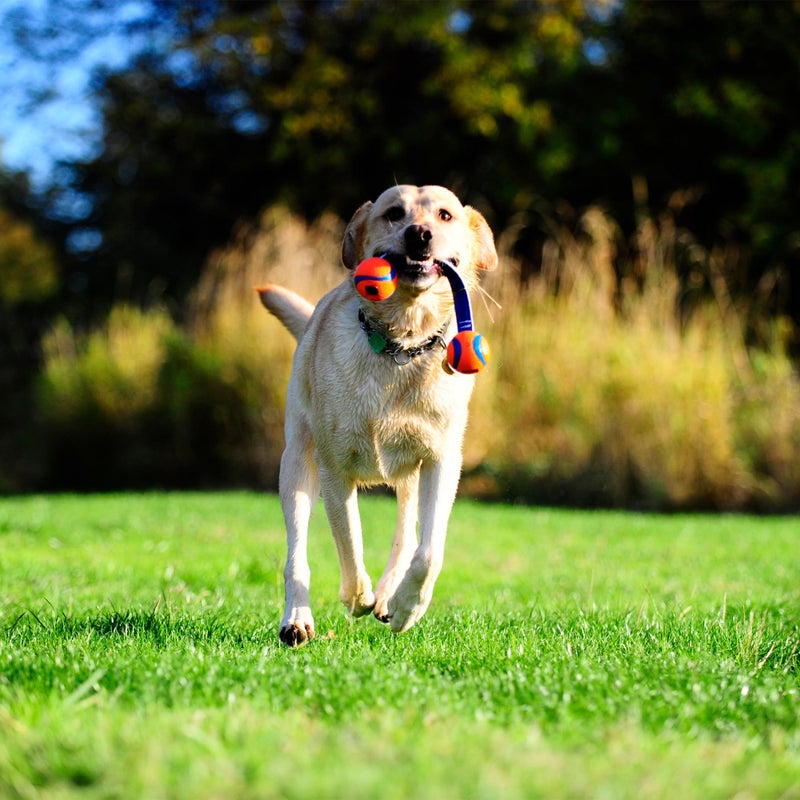 Chuckit! Ultra Duo Tug Dog Toy, Small Indoor and Outdoor Dog Ball for Dogs 0-20 Pounds - Image 4